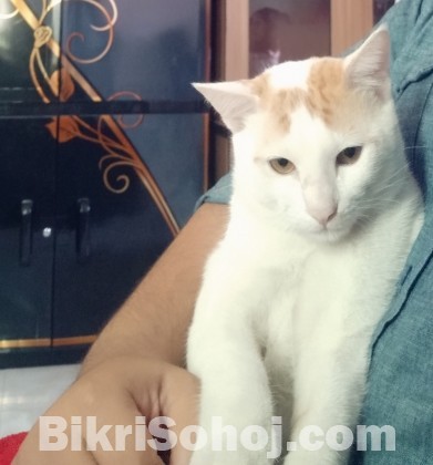 Mixed breed desi cat